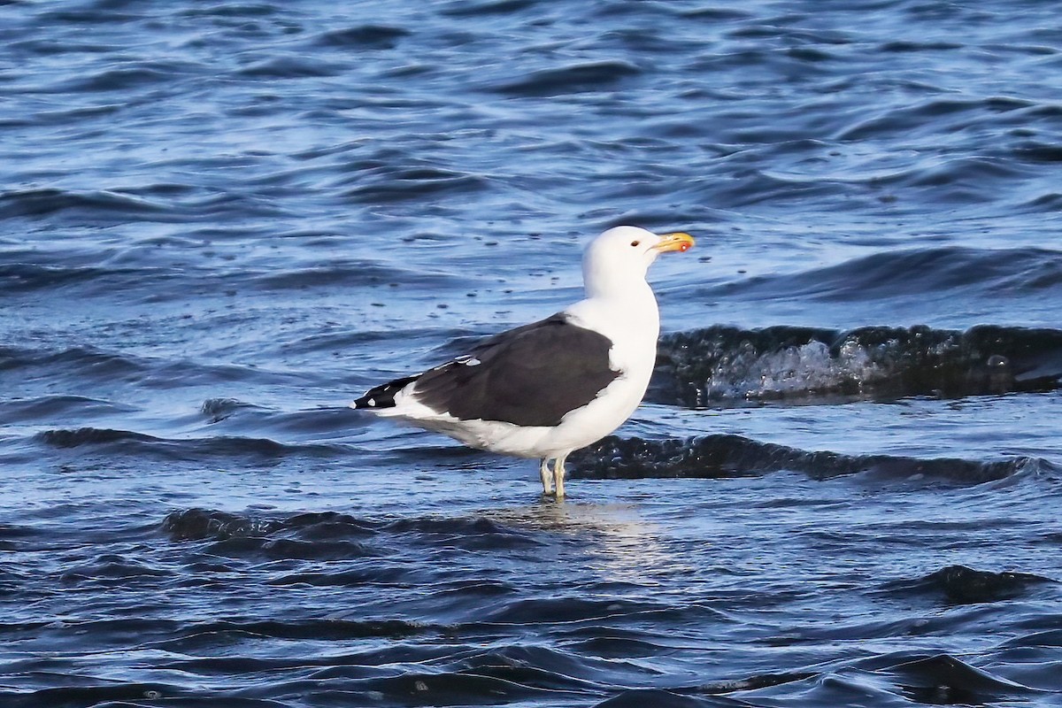 Kelp Gull - ML620436434