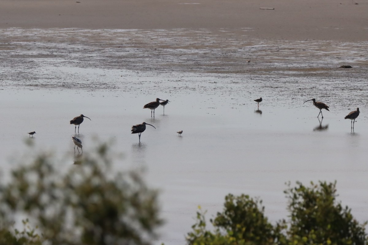 Eurasian Curlew - ML620436436