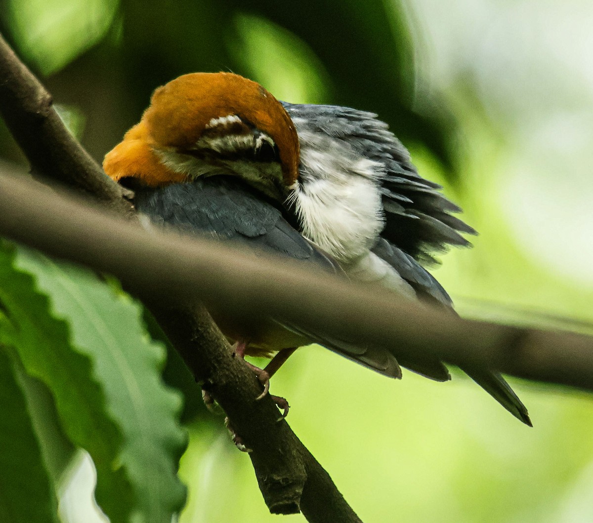 Orange-headed Thrush - ML620436437