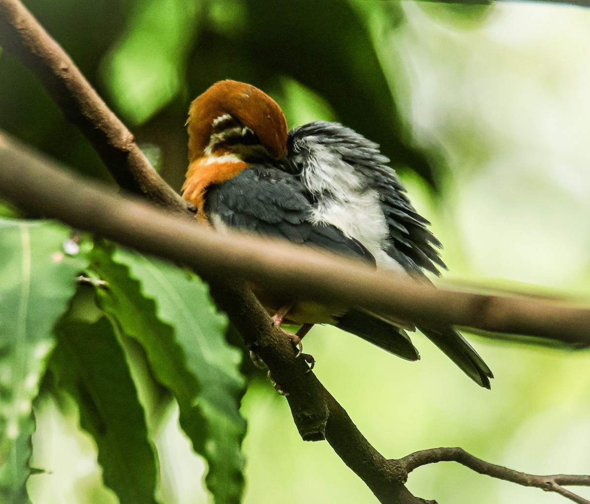 Orange-headed Thrush - ML620436441