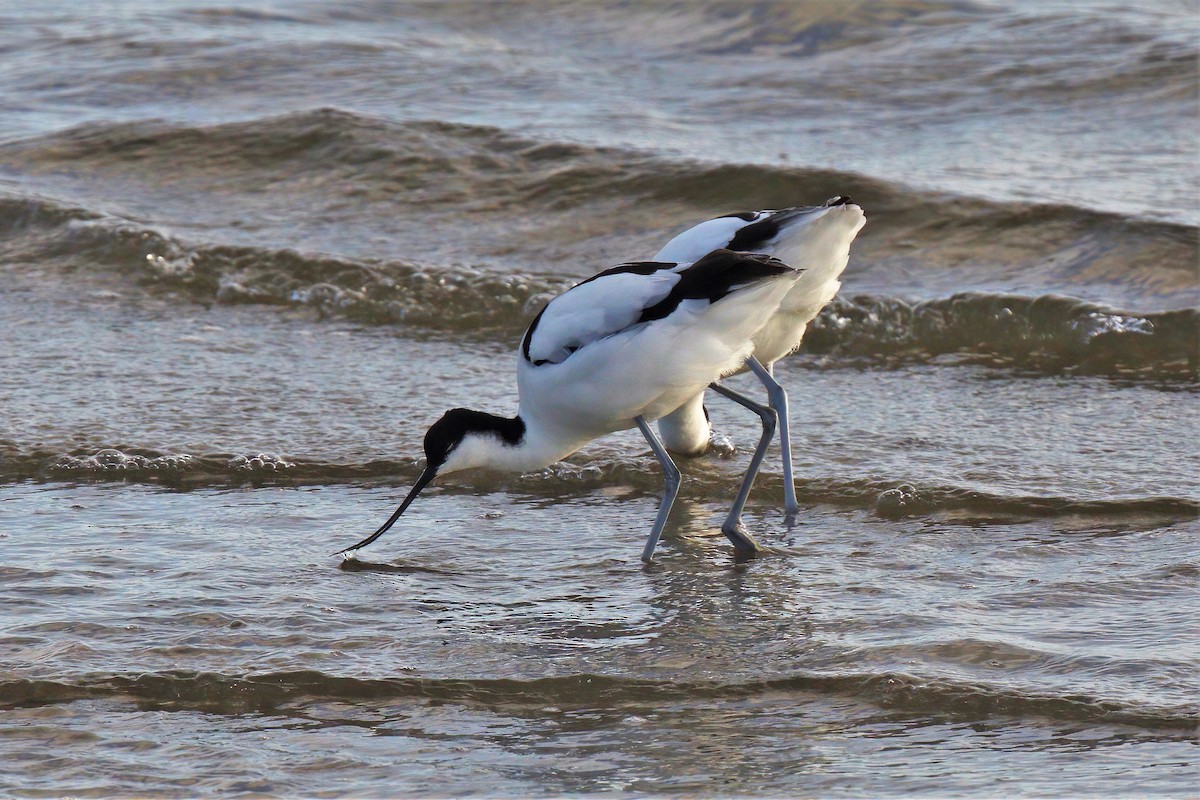 Pied Avocet - ML620436448