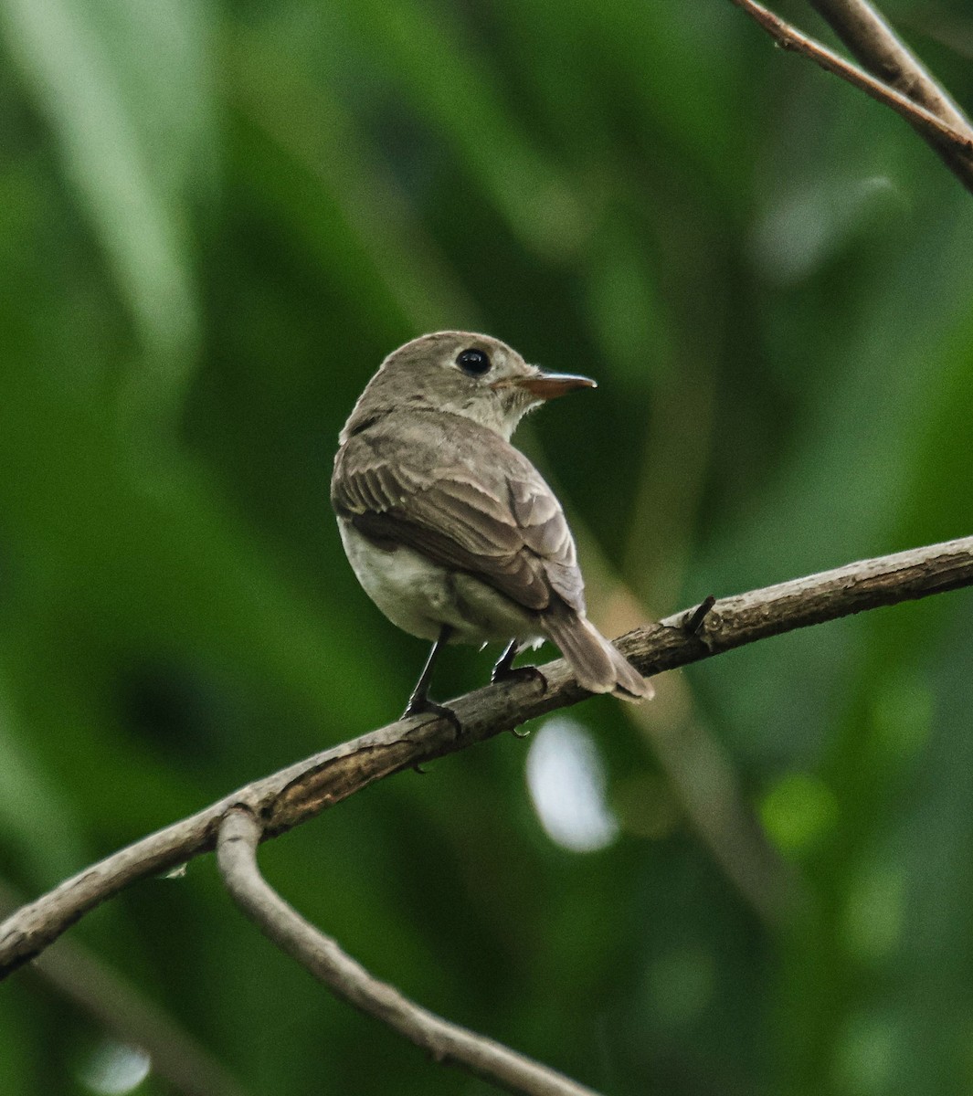 Asian Brown Flycatcher - ML620436450