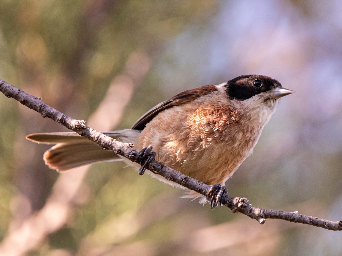 Eurasian Penduline-Tit - ML620436453