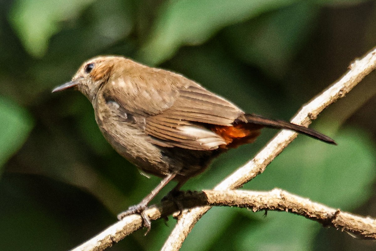 Indian Robin - ML620436457