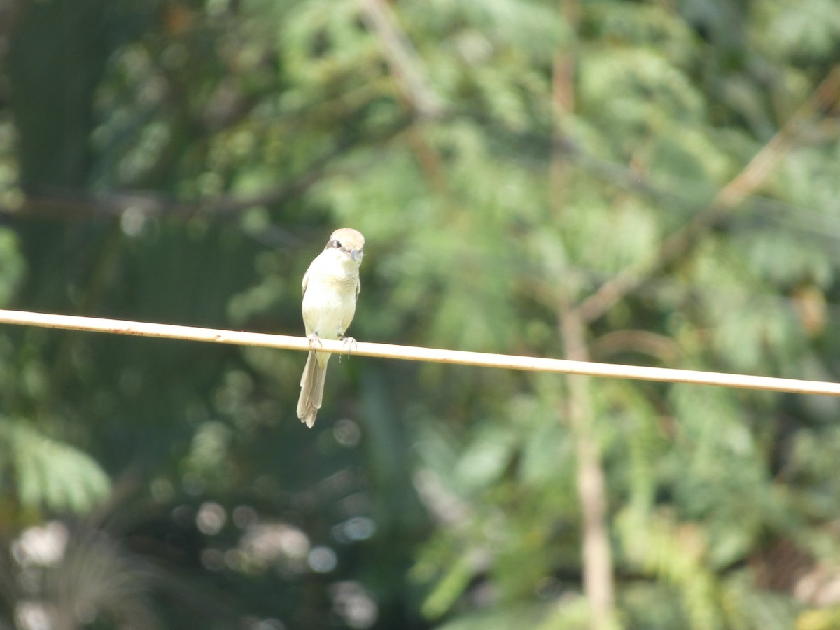 Brown Shrike - ML620436461