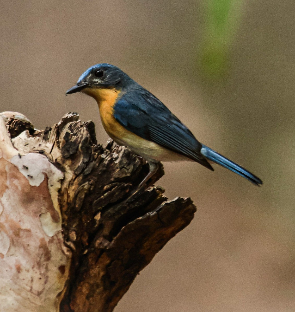 Tickell's Blue Flycatcher - ML620436463