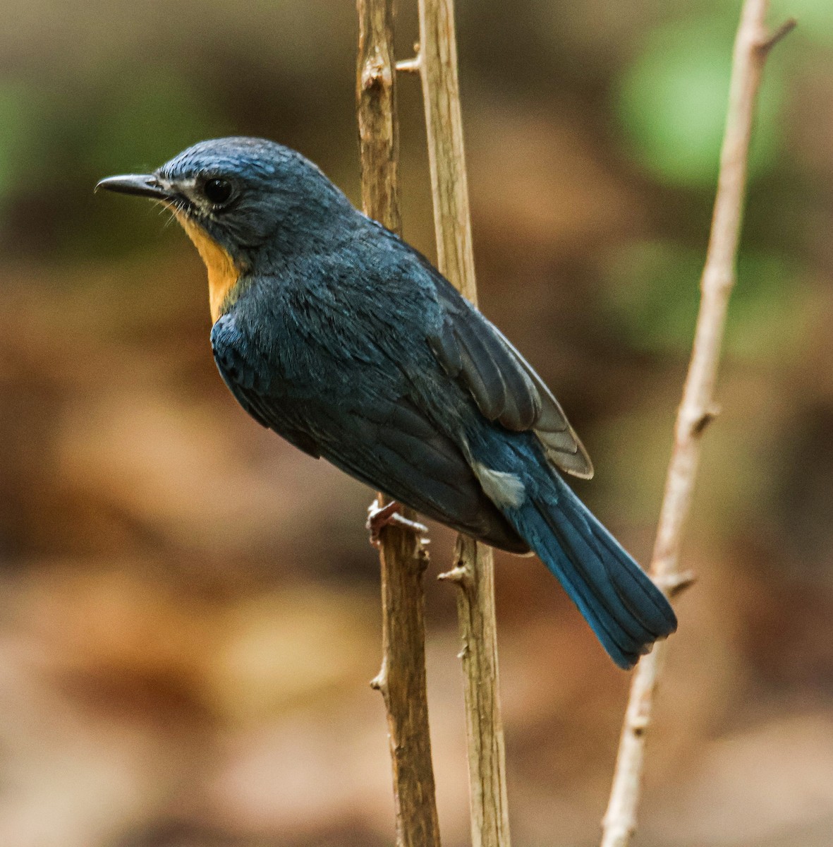 Tickell's Blue Flycatcher - ML620436464