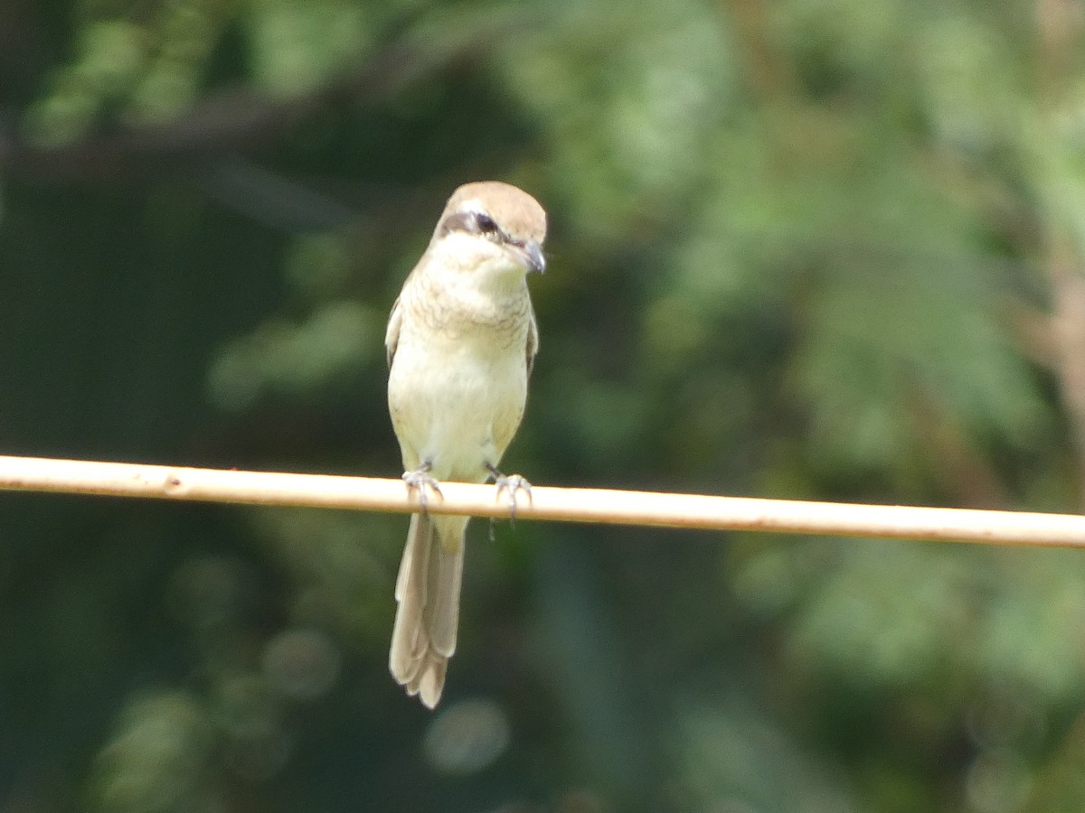 Brown Shrike - ML620436465