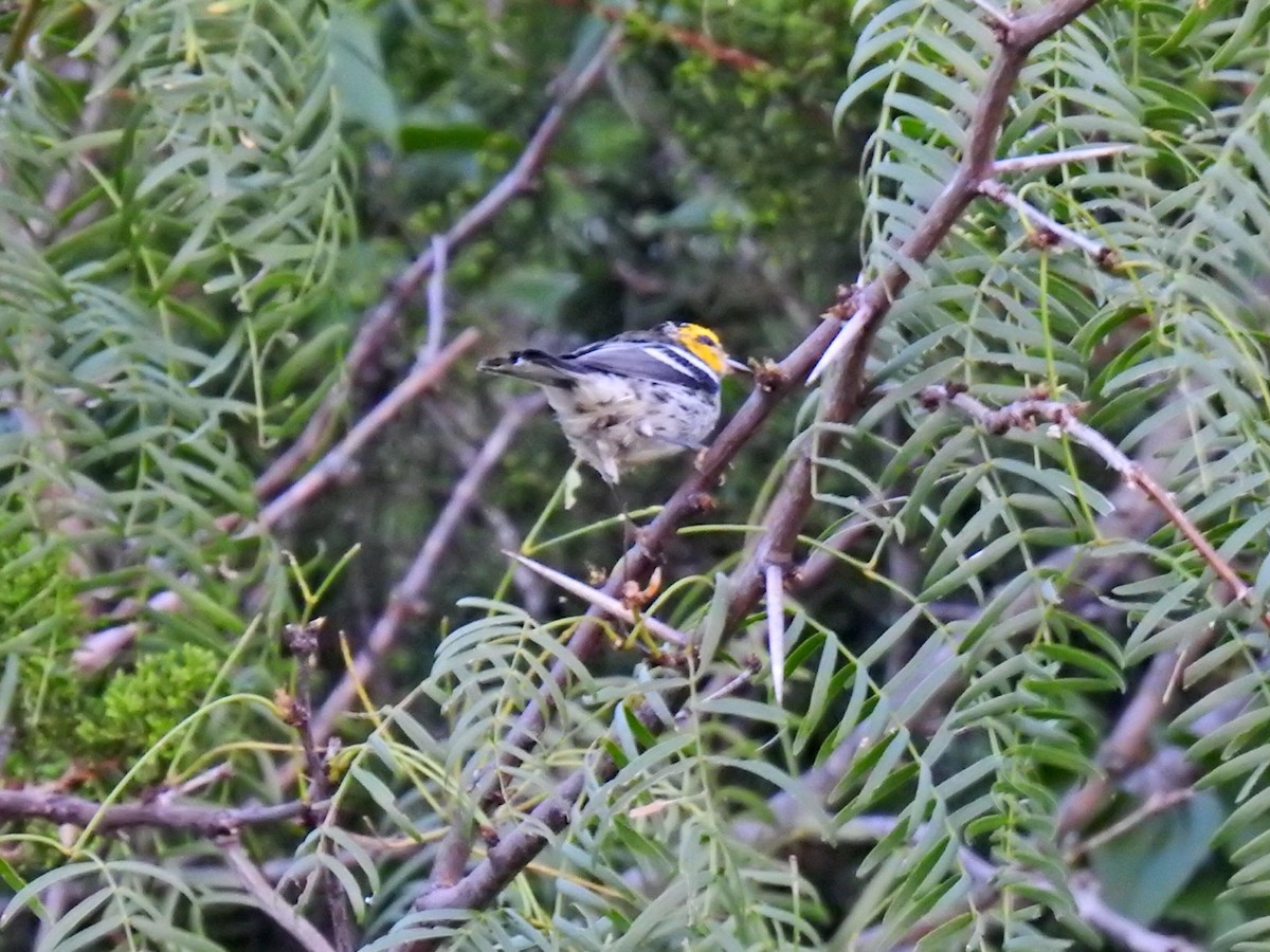 Golden-cheeked Warbler - ML620436467