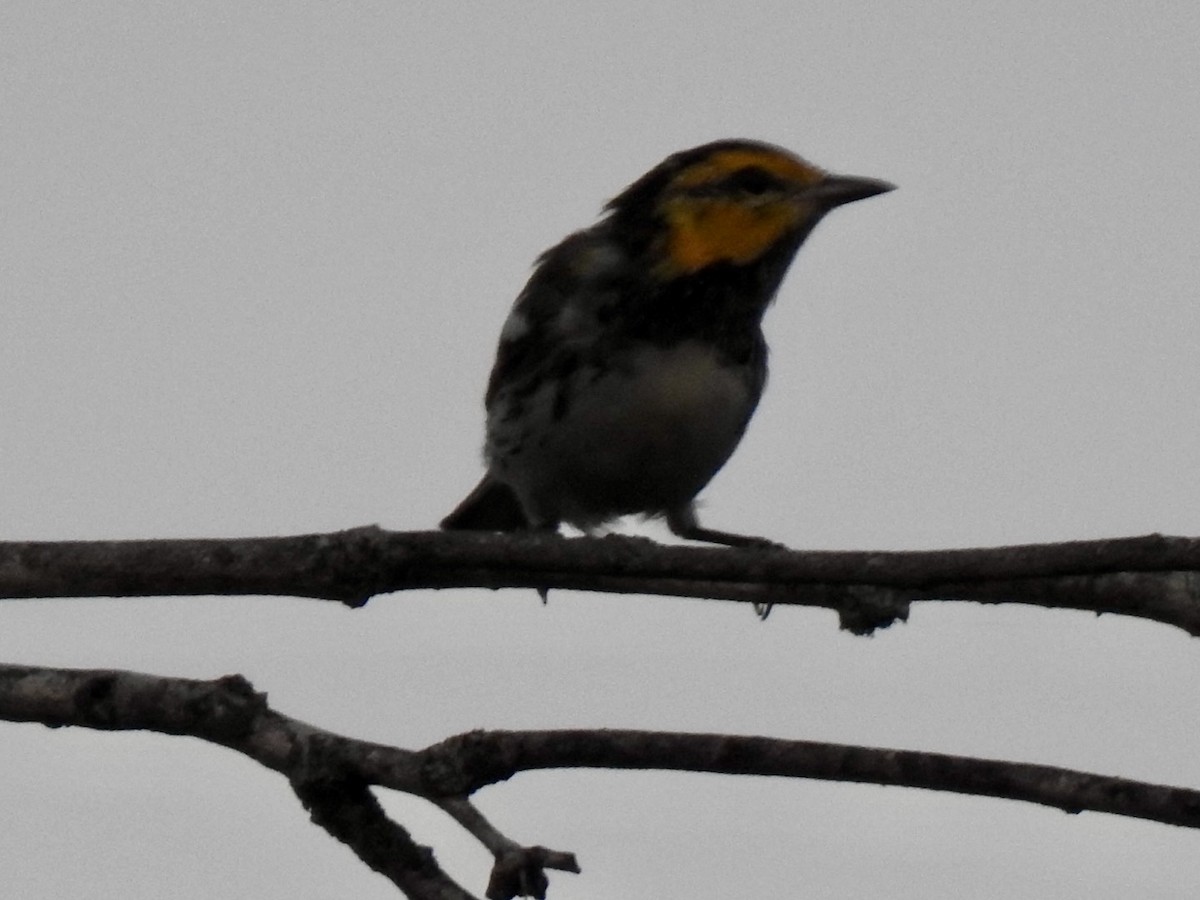 Golden-cheeked Warbler - ML620436468