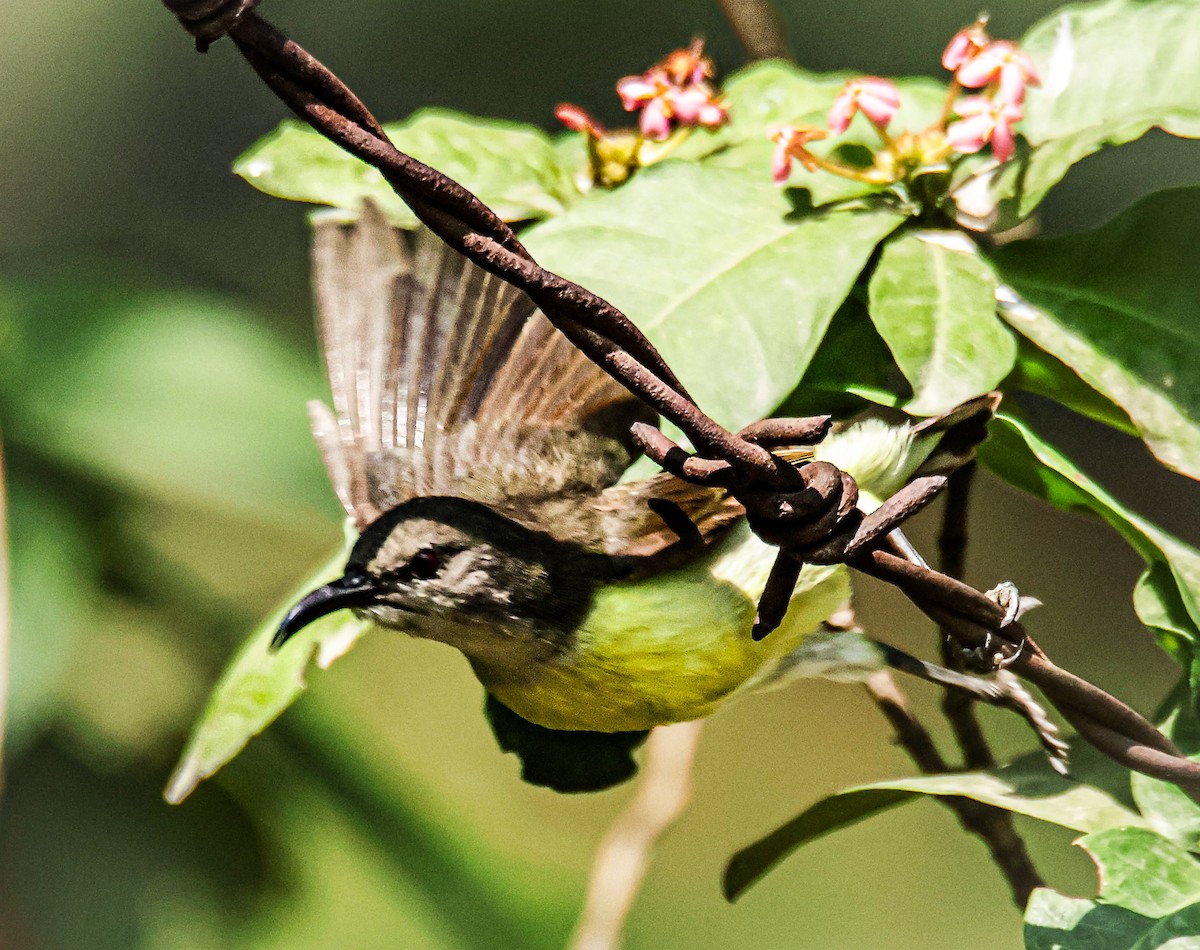 Purple-rumped Sunbird - ML620436472