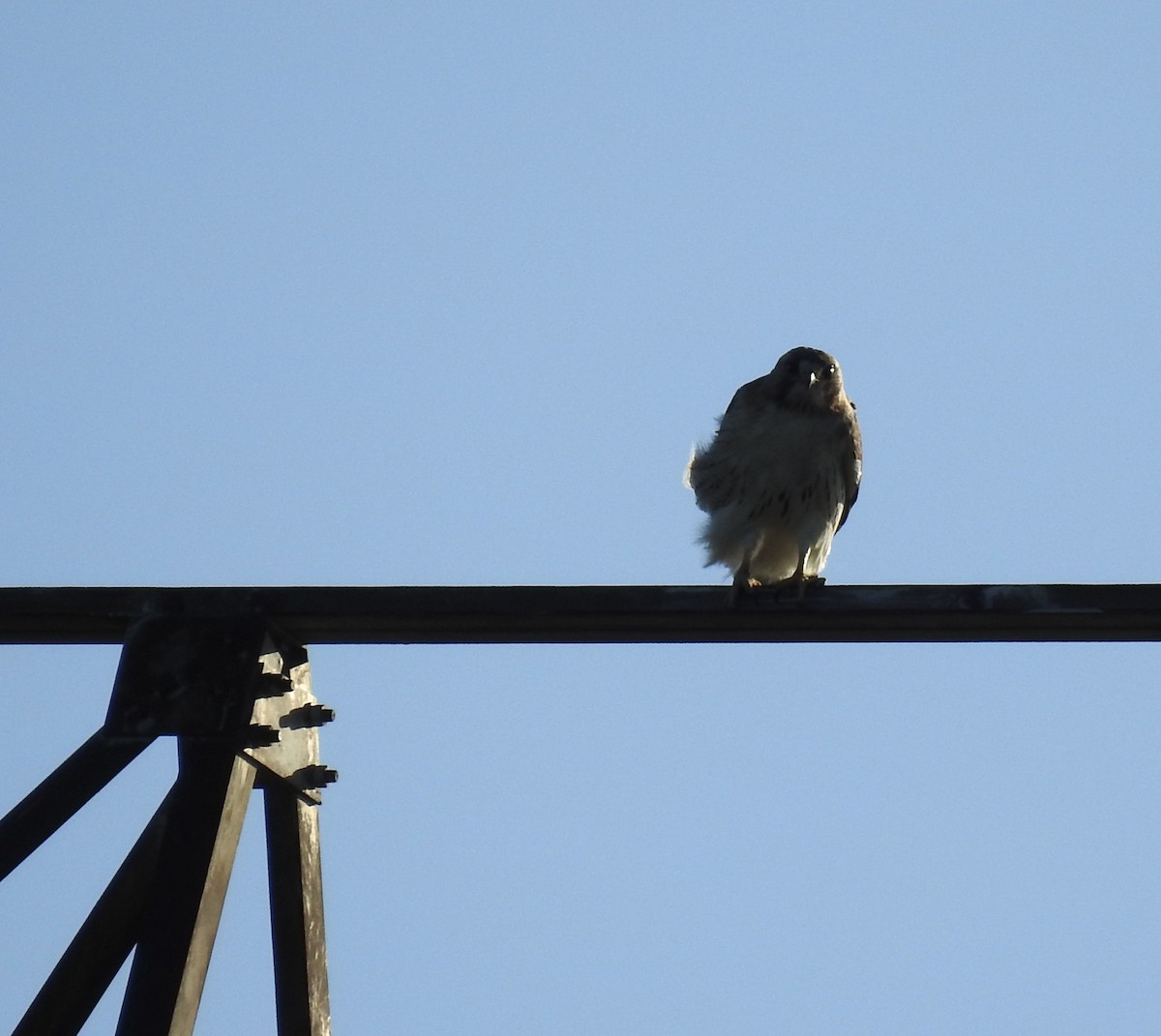 Red-tailed Hawk - ML620436474