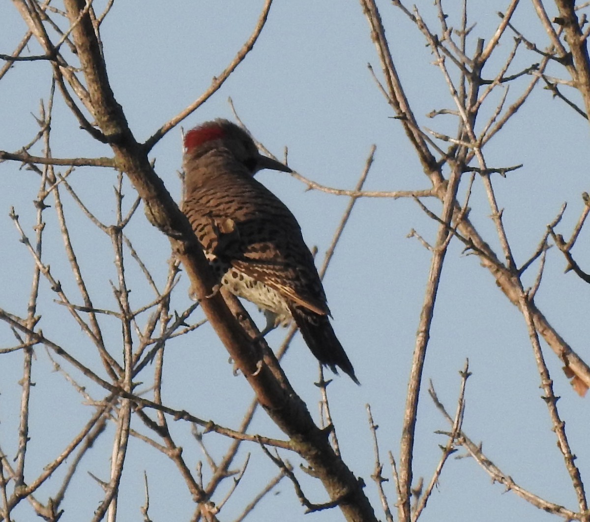 Northern Flicker - T C