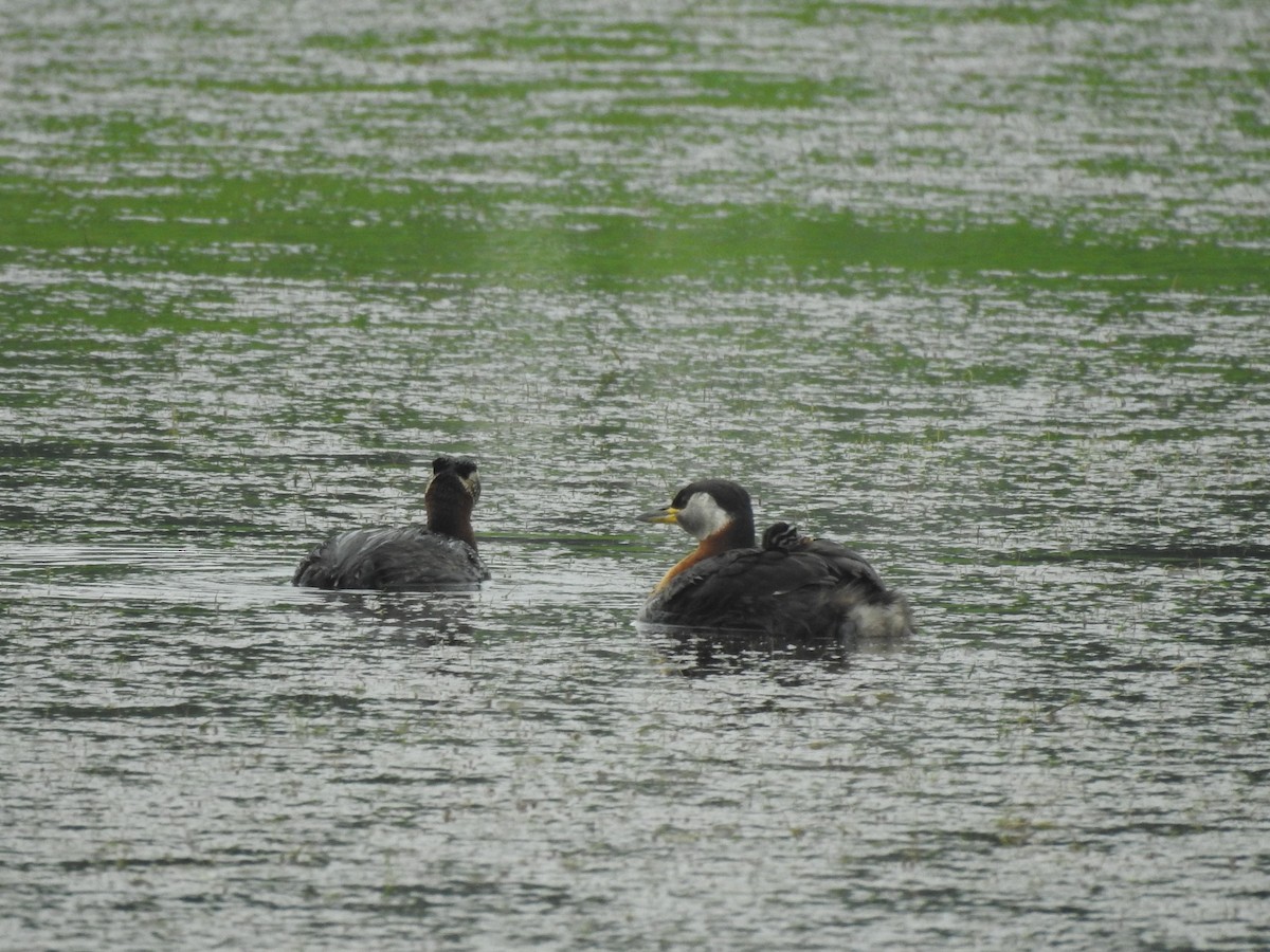 Red-necked Grebe - ML620436481