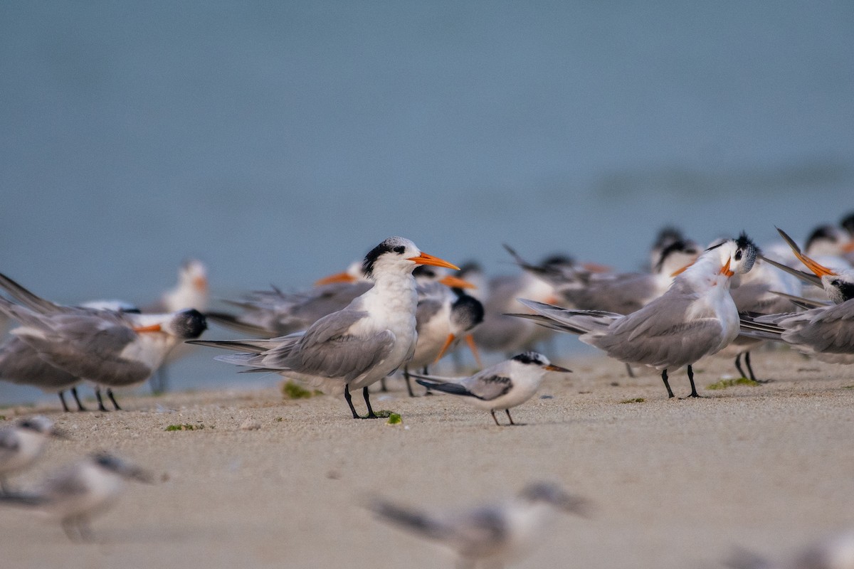 Lesser Crested Tern - ML620436482