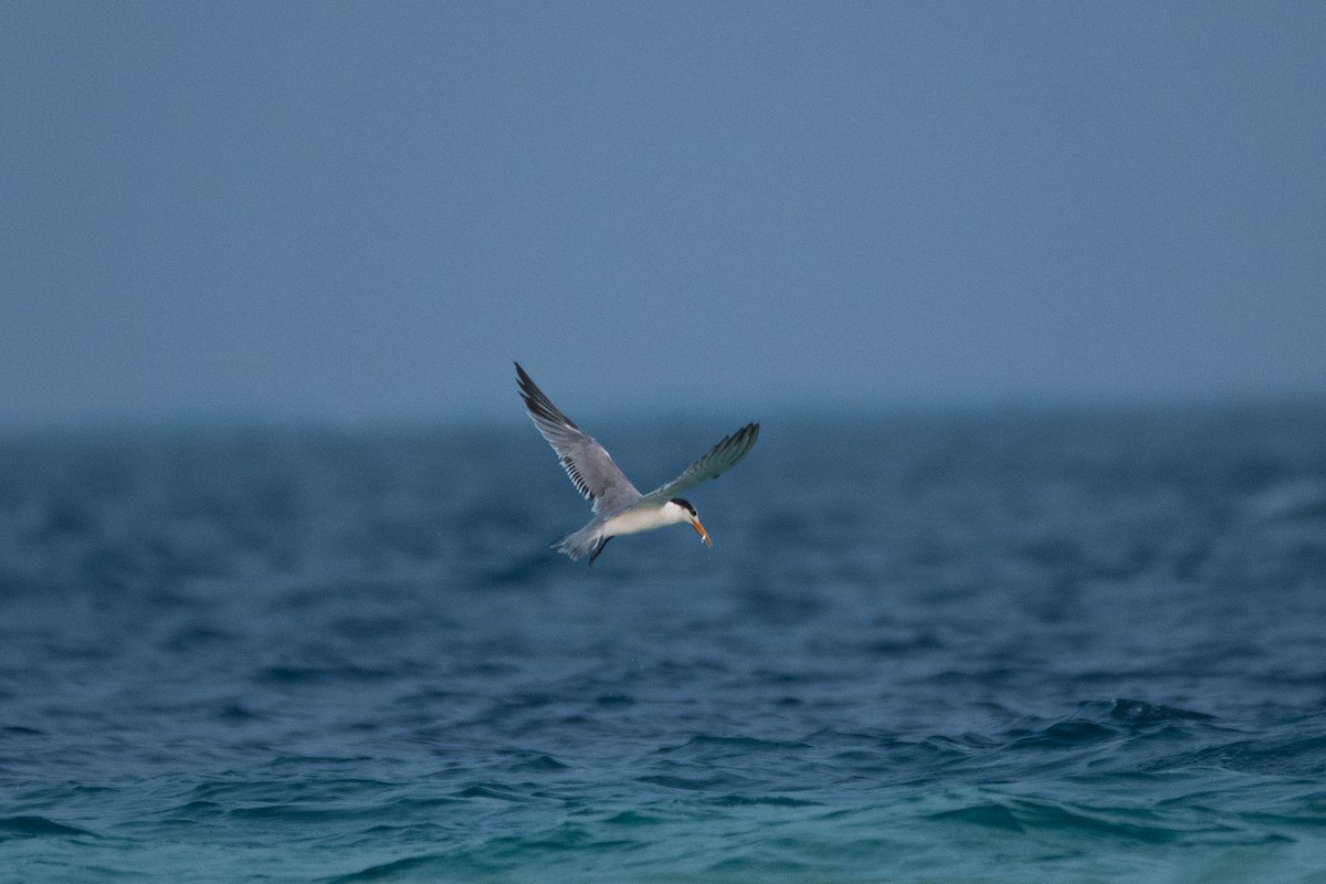 Lesser Crested Tern - ML620436483