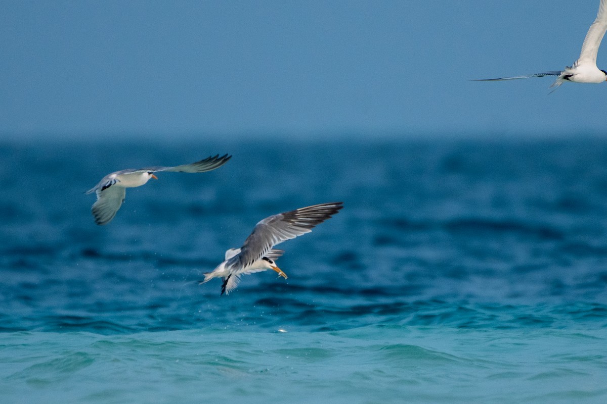 Lesser Crested Tern - ML620436484