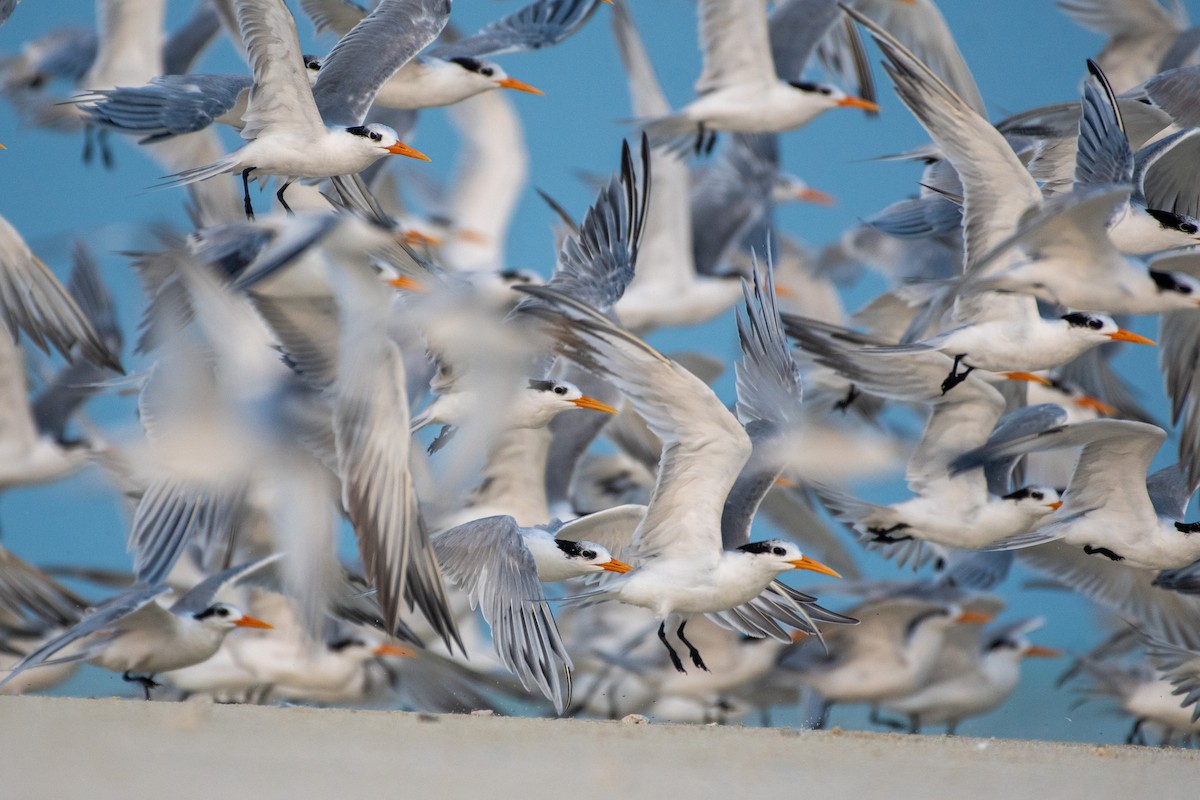 Lesser Crested Tern - ML620436485