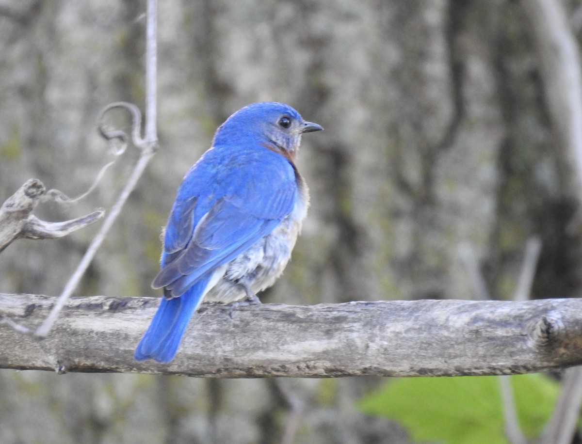 Eastern Bluebird - ML620436487