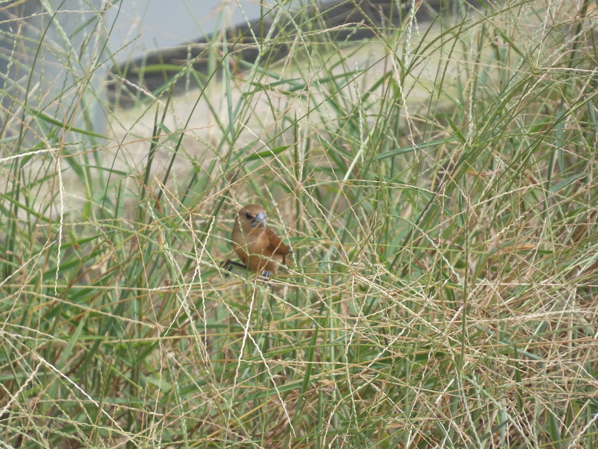 Chestnut Munia - ML620436490