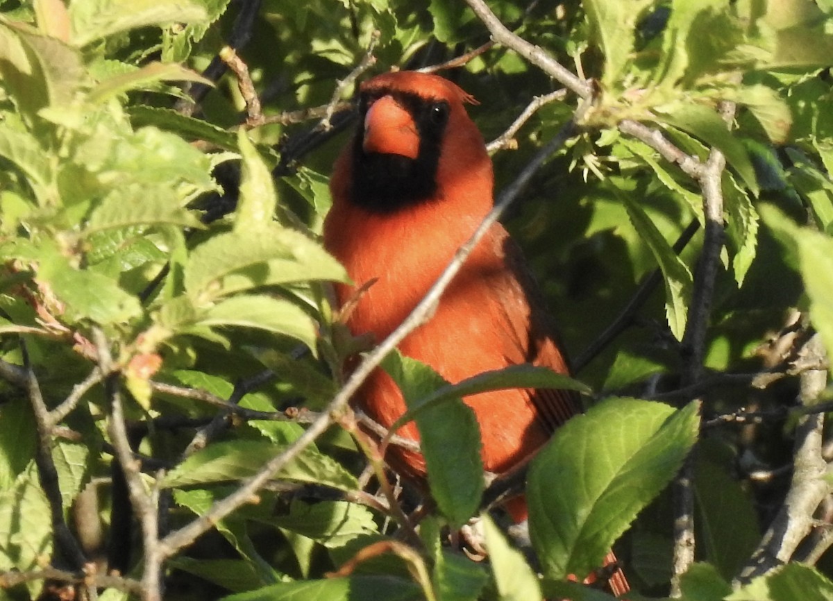 Northern Cardinal - ML620436492