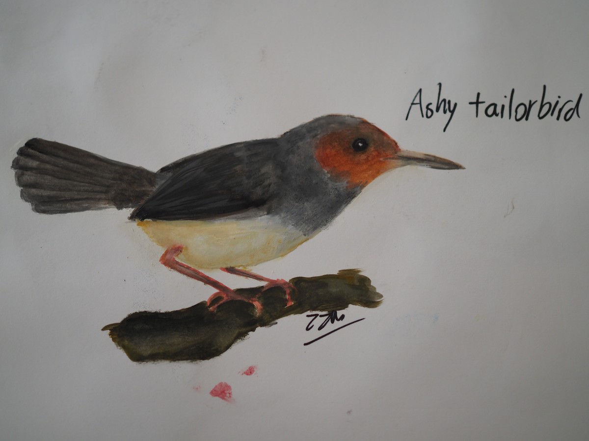 Ashy Tailorbird - ML620436495