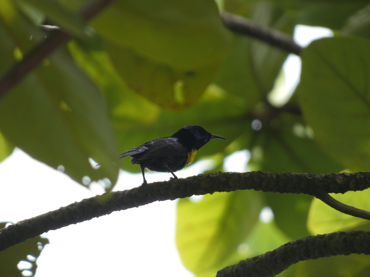 Brown-throated Sunbird - ML620436496