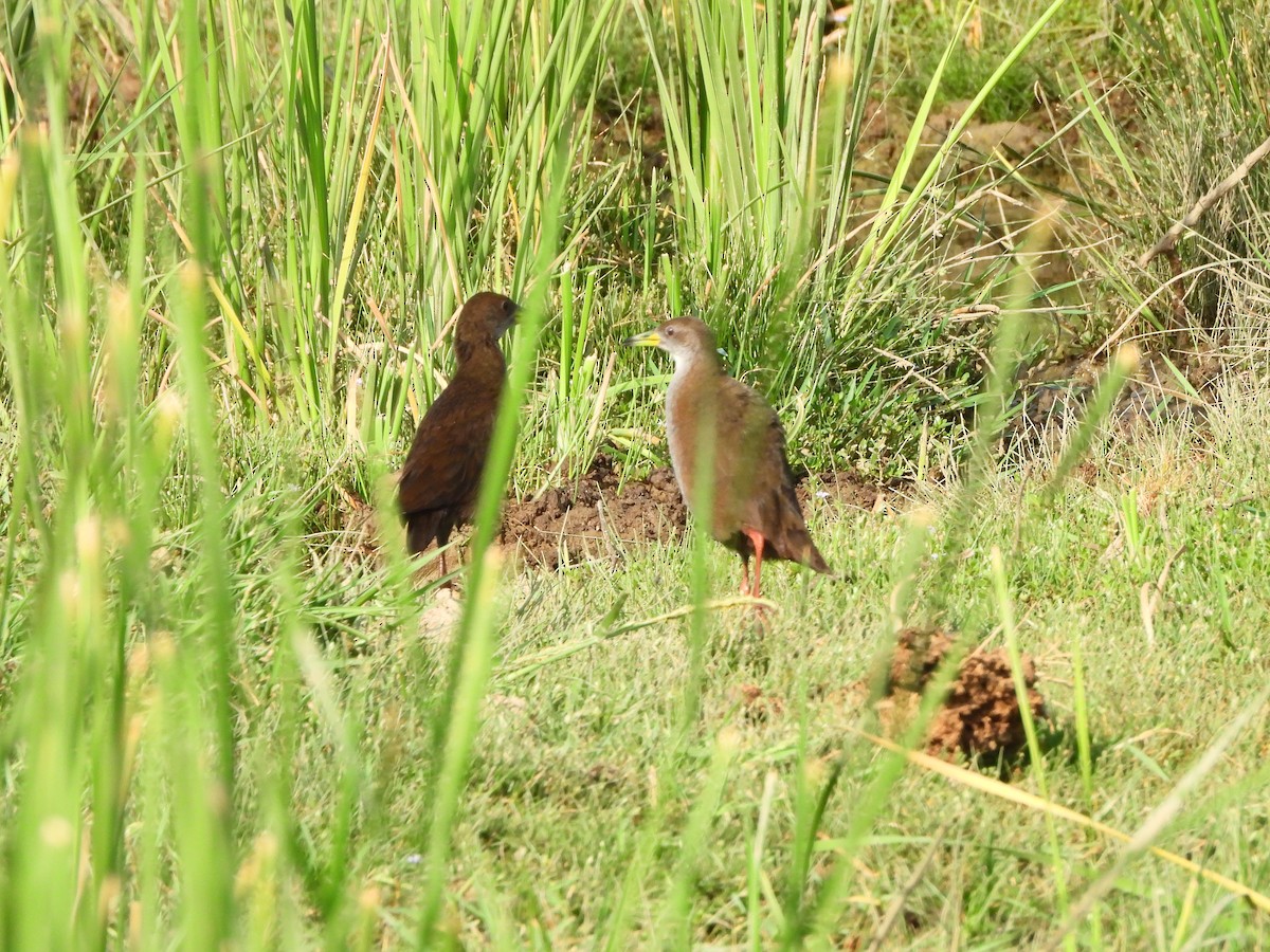 Brown Crake - ML620436502