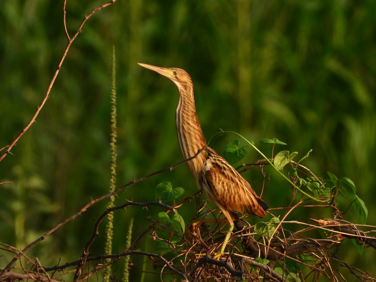 Yellow Bittern - ML620436506