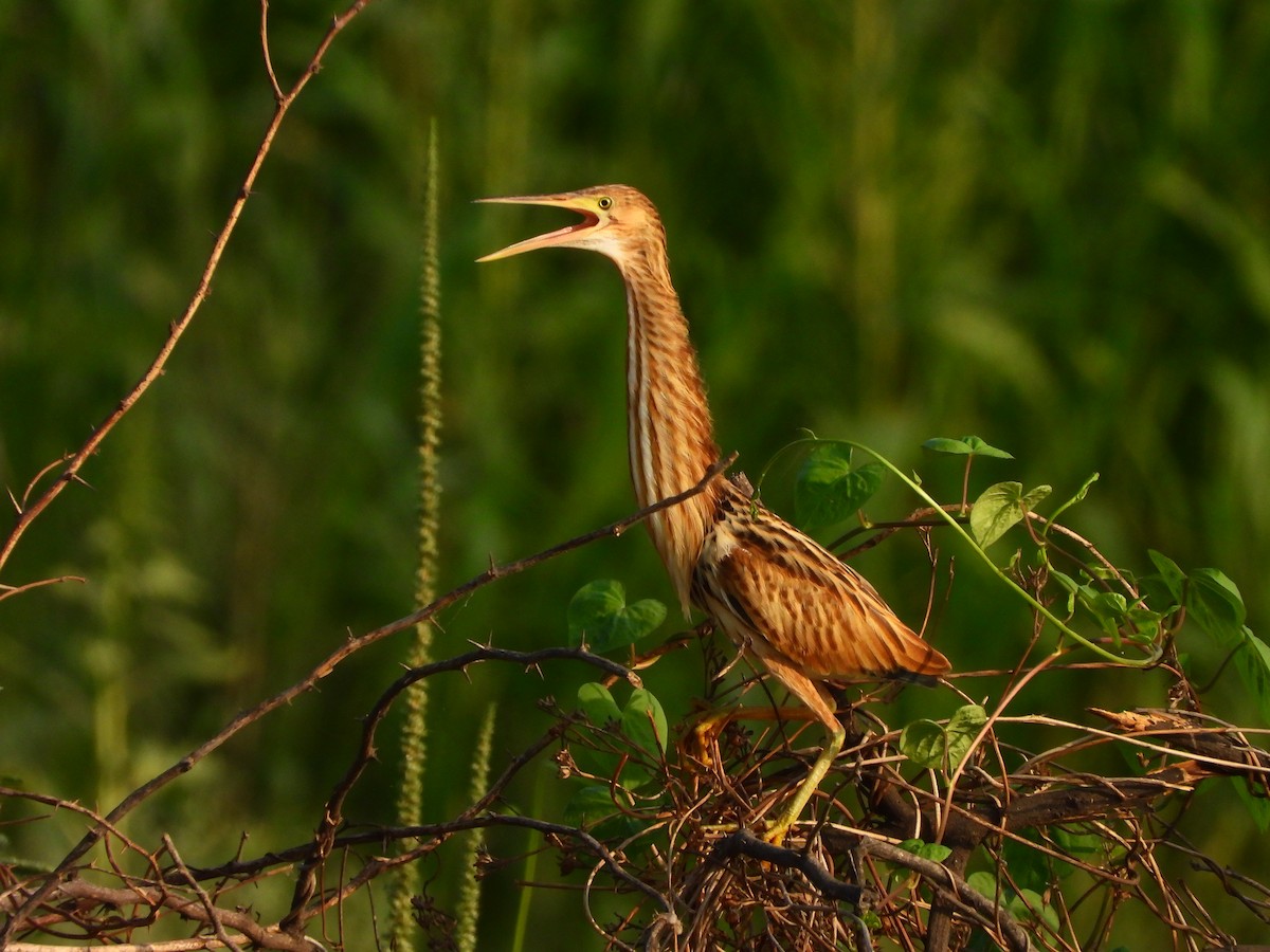 Yellow Bittern - ML620436507