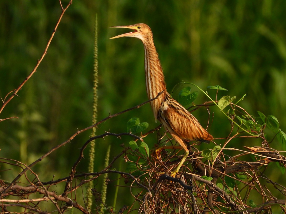 Yellow Bittern - ML620436508