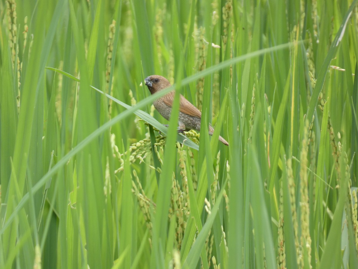 Scaly-breasted Munia - Thomas de Heus