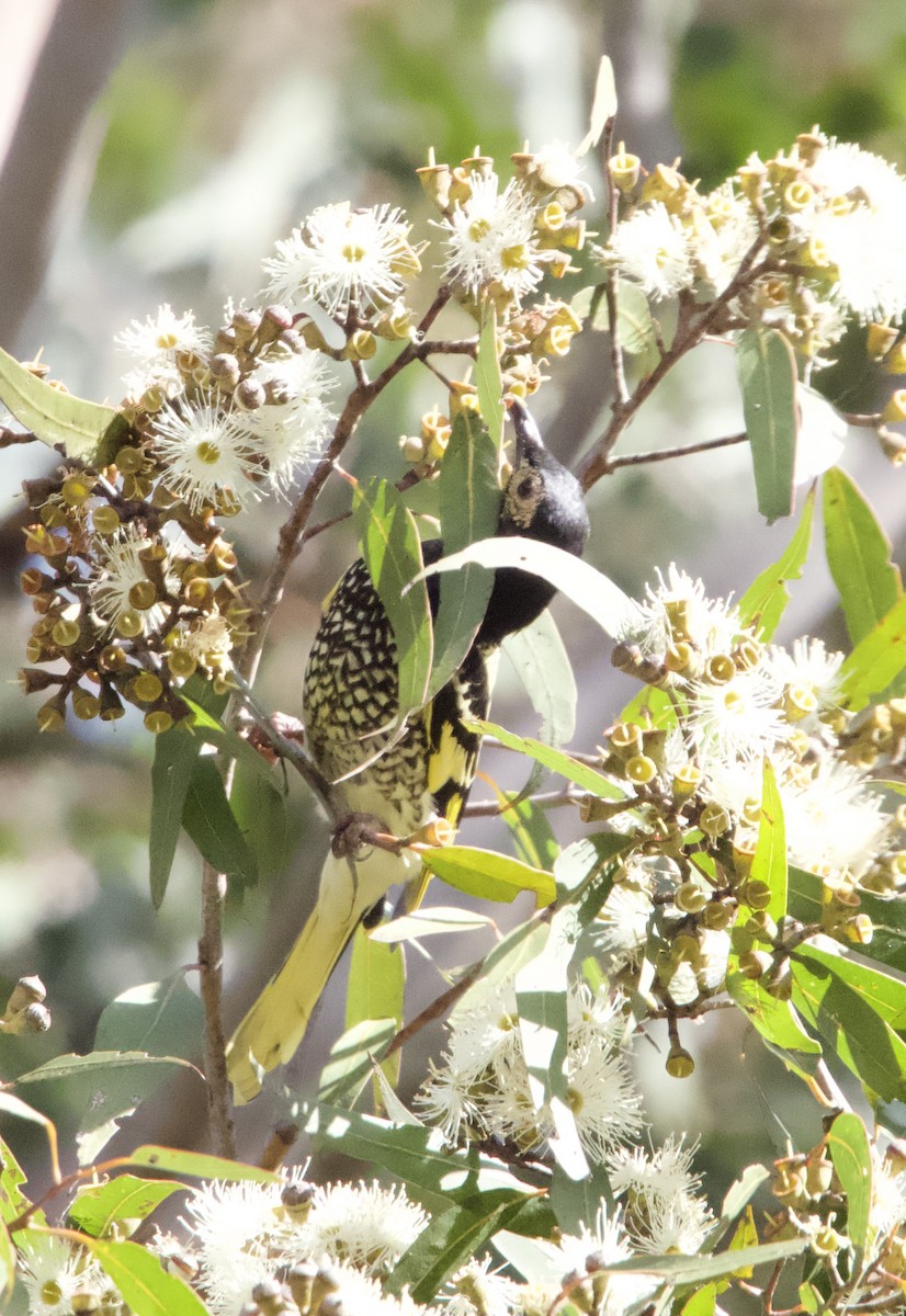 Regent Honeyeater - ML620436511