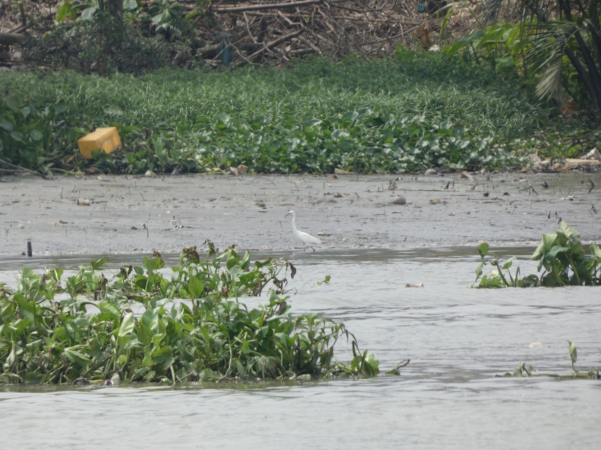 Little Egret - ML620436521