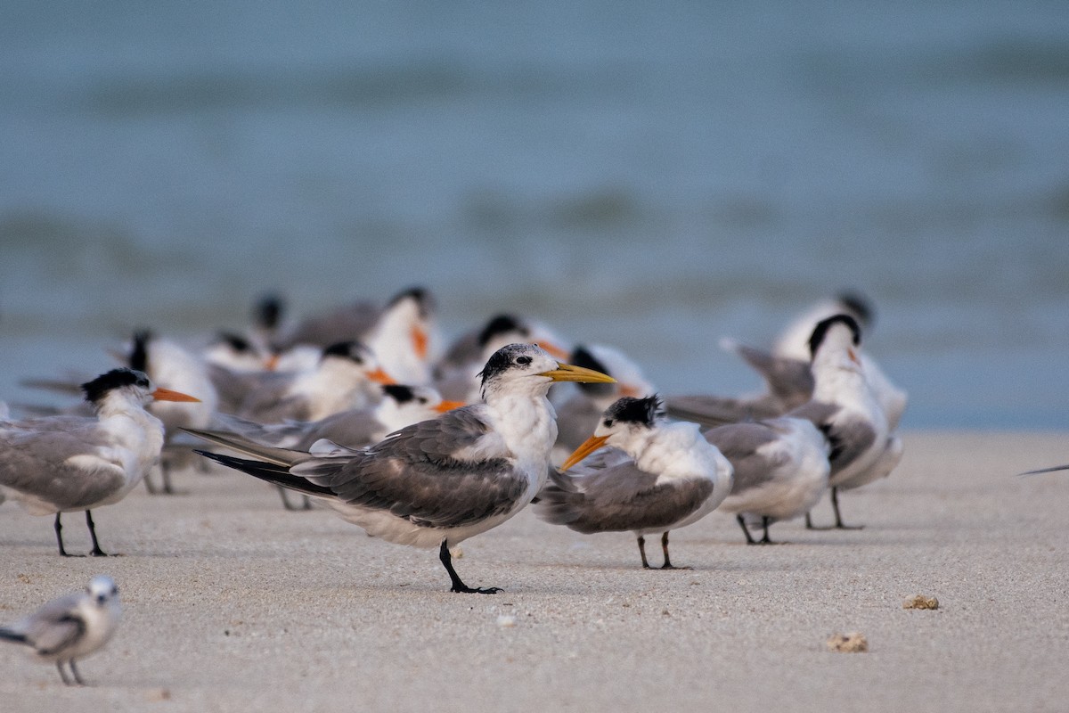Great Crested Tern - ML620436522