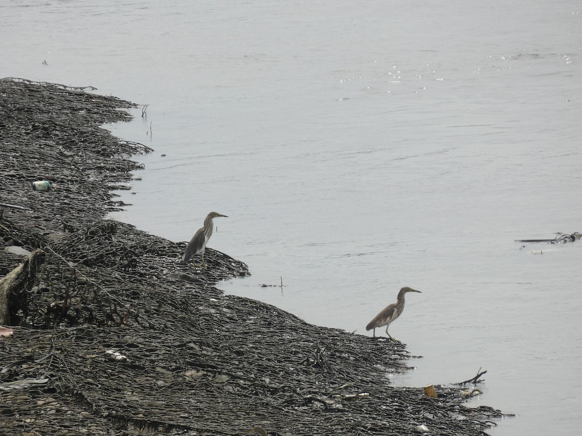 pond-heron sp. - ML620436529