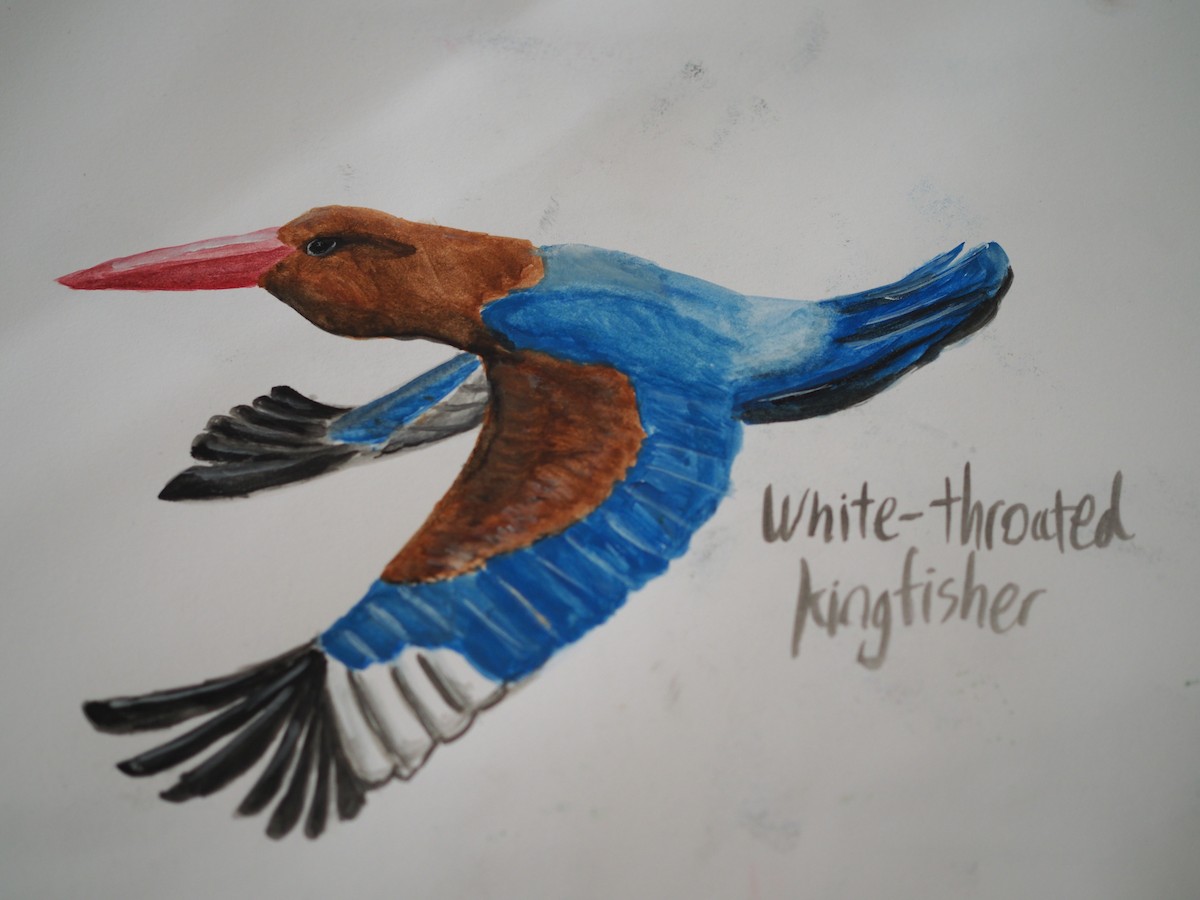 White-throated Kingfisher - ML620436530