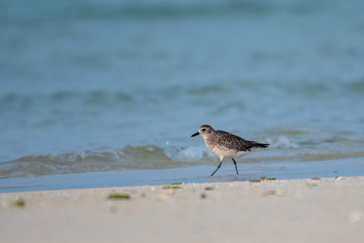 Black-bellied Plover - ML620436532