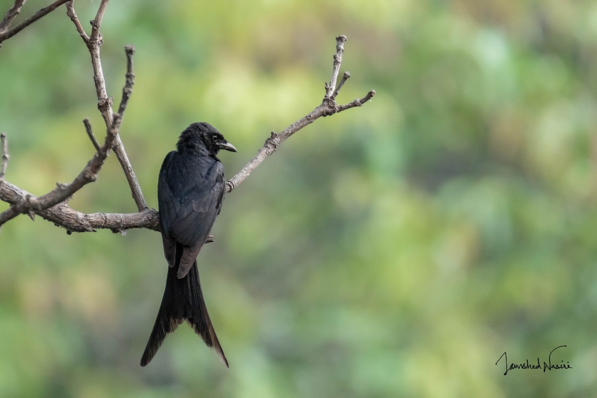 Black Drongo - ML620436533