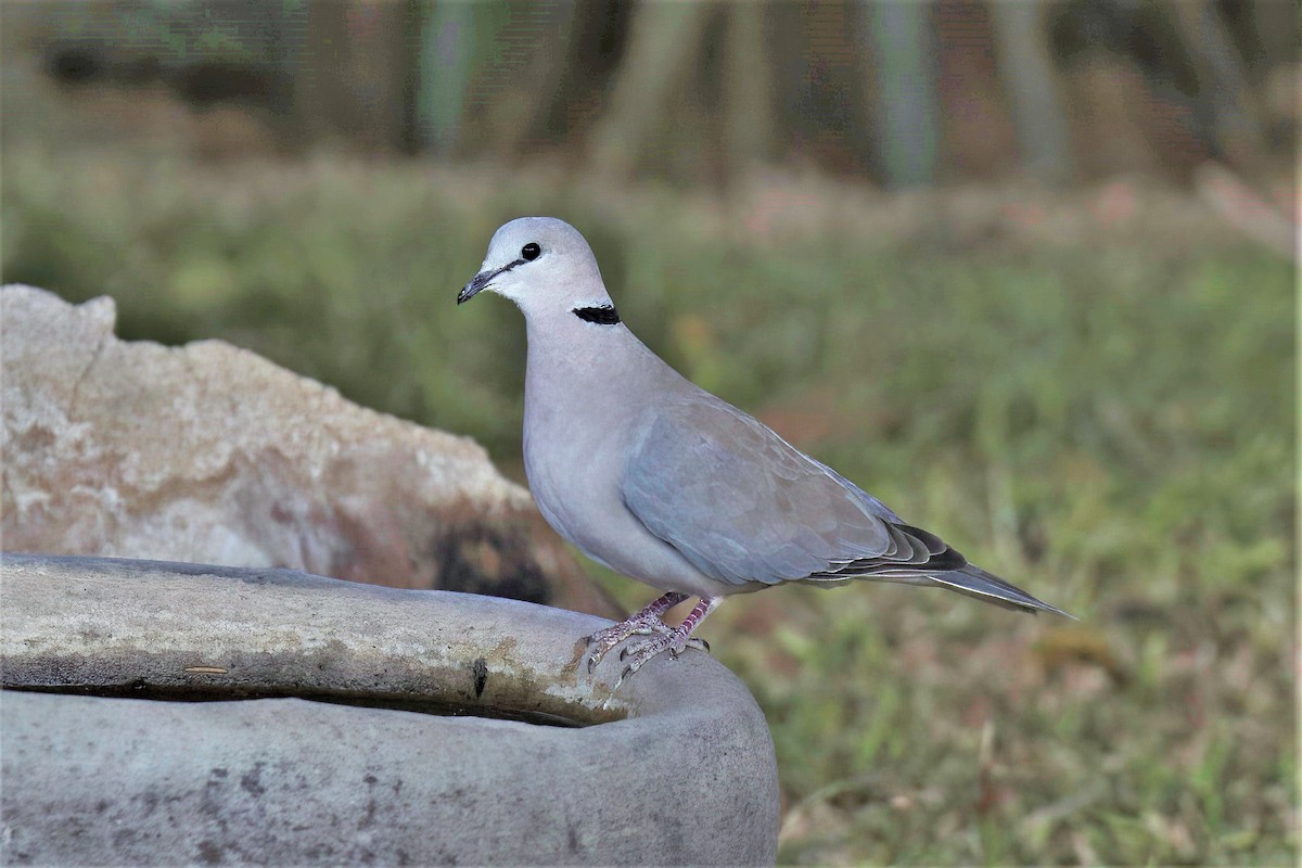 Ring-necked Dove - ML620436538