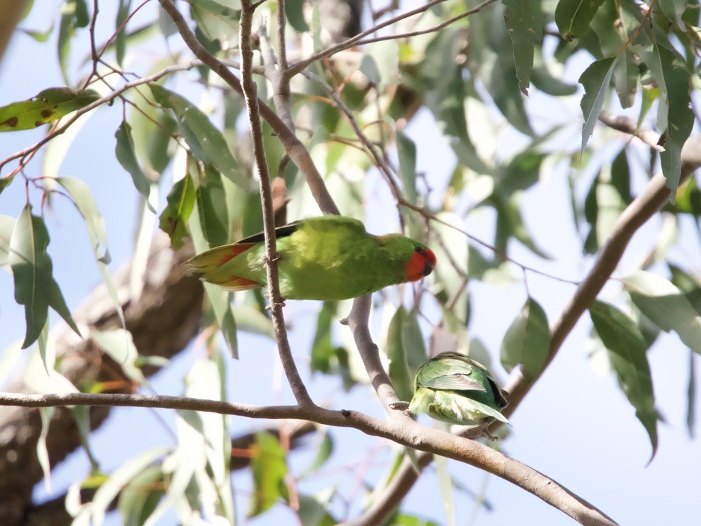 Little Lorikeet - ML620436540