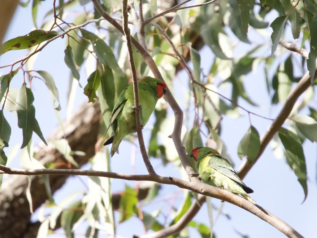 Little Lorikeet - Yvonne van Netten