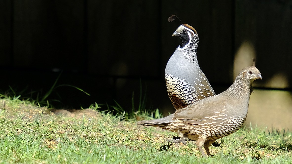 California Quail - ML620436544