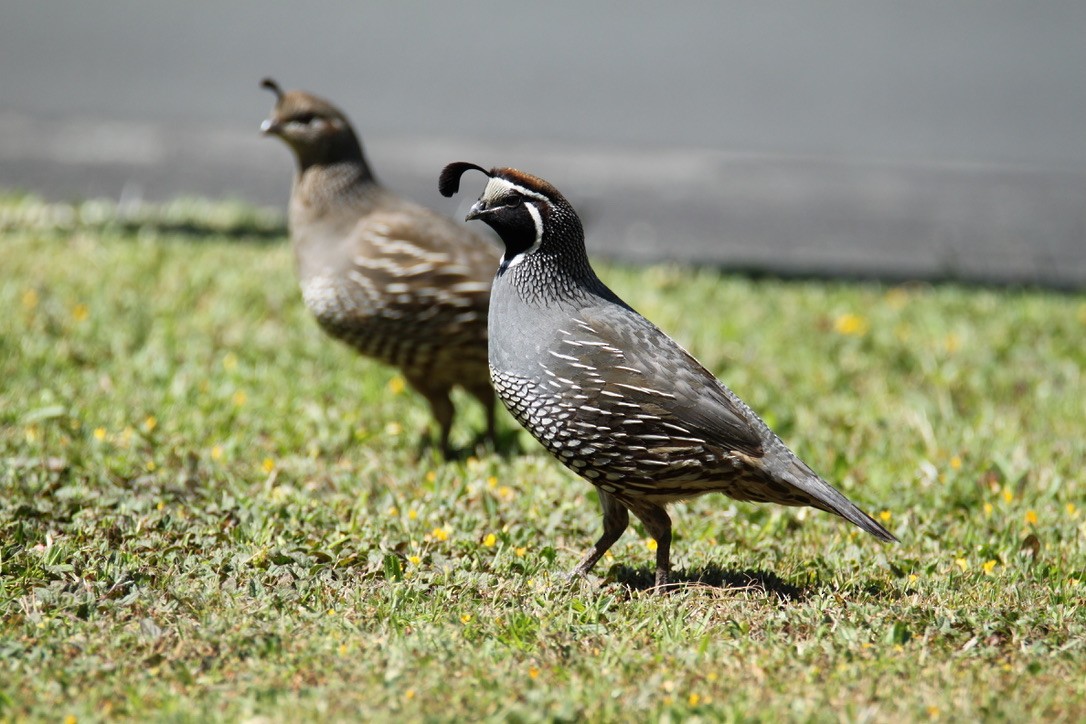 California Quail - ML620436546