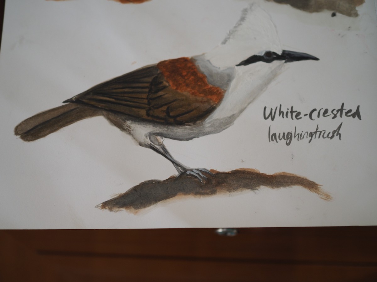 White-crested Laughingthrush - ML620436549