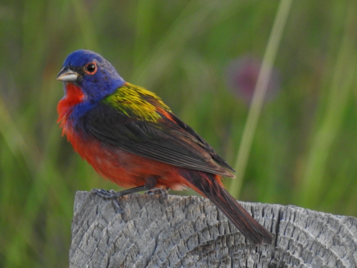 Painted Bunting - ML620436550