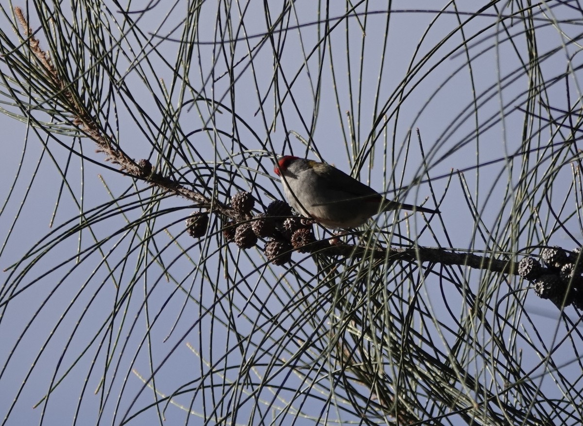 Red-browed Firetail - ML620436551