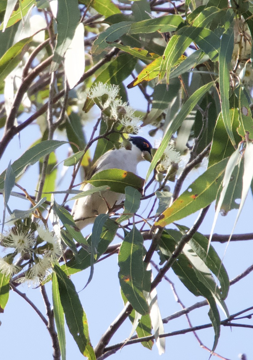 White-naped Honeyeater - ML620436555