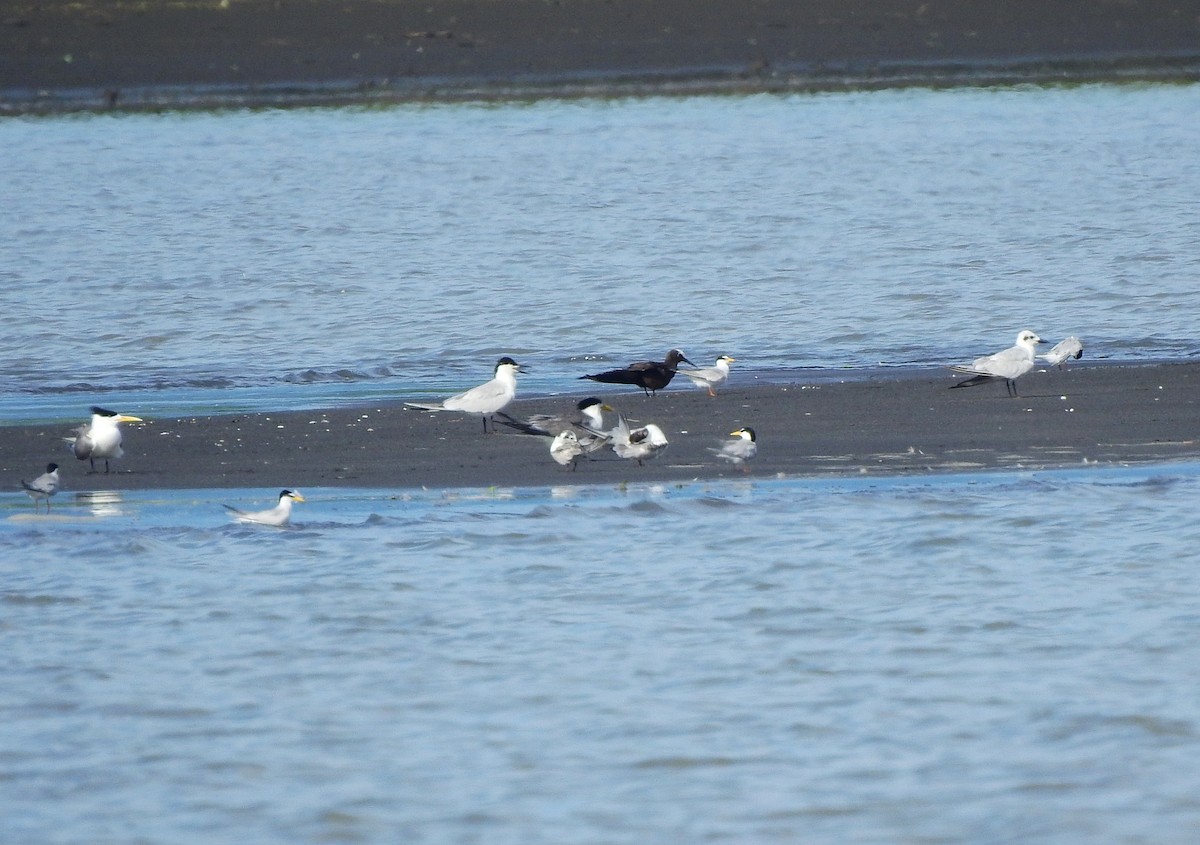 Gull-billed Tern - ML620436566