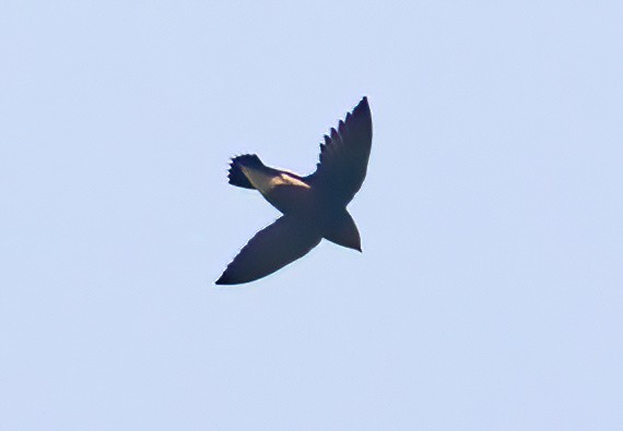 Silver-backed Needletail - ML620436572
